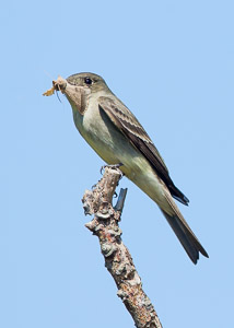 Warblers and Songbirds Galveston 2018