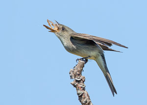 Warblers and Songbirds Galveston 2018