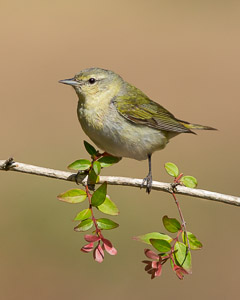 Warblers and Songbirds Galveston 2018