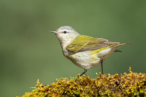 Warblers and Songbirds Galveston 2018