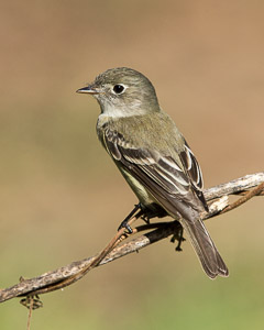 Warblers and Songbirds Galveston 2018