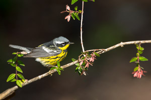Warblers and Songbirds Galveston 2018