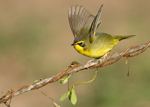 Warblers and Songbirds Galveston 2018