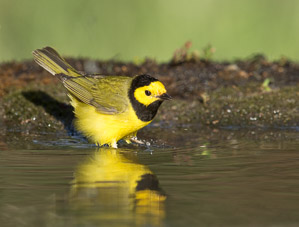 Warblers and Songbirds Galveston 2018