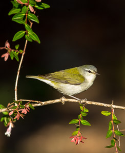 Warblers and Songbirds Galveston 2018