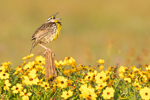 Warblers and Songbirds Galveston 2018