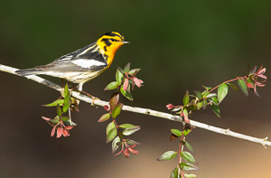 Warblers and Songbirds Galveston 2018