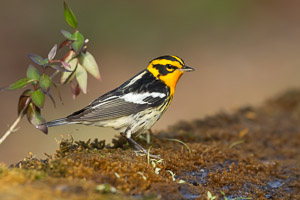 Warblers and Songbirds Galveston 2018