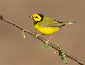 Warblers and Songbirds Galveston 2018