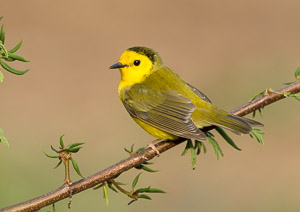 Warblers and Songbirds Galveston 2018