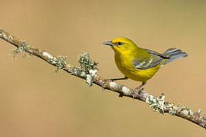 Warblers and Songbirds Galveston 2018