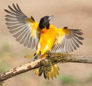 Warblers and Songbirds Galveston 2018