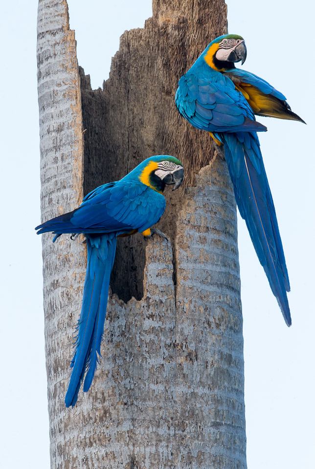 Brazil_August_2018